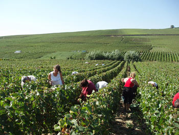 René Roger, notre savoir-faire : élaborer du Champagne